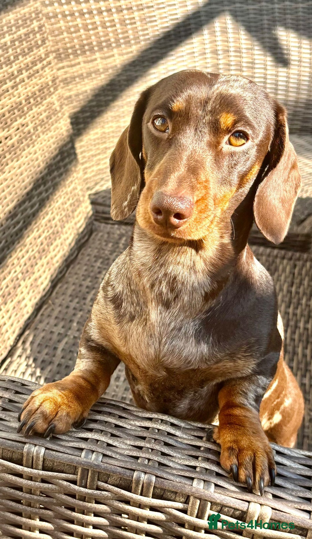 Miniature Dachshund dogs for sale: 3 gorgeous Chocolate and tan Girls  - Image 4