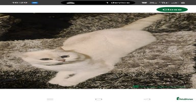 British Shorthair cats - Advert 13