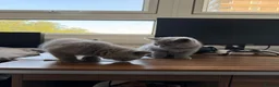 British Shorthair cats for sale: 3 x British Shorthair kittens - Advert 10