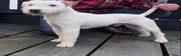 Parson Russell dogs for sale: Quality strong parson terrier pups call to - Advert 4