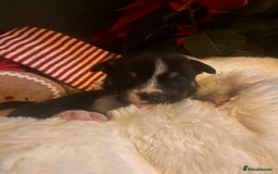 Mixed Breed dogs for sale: Bullimute - Advert 6