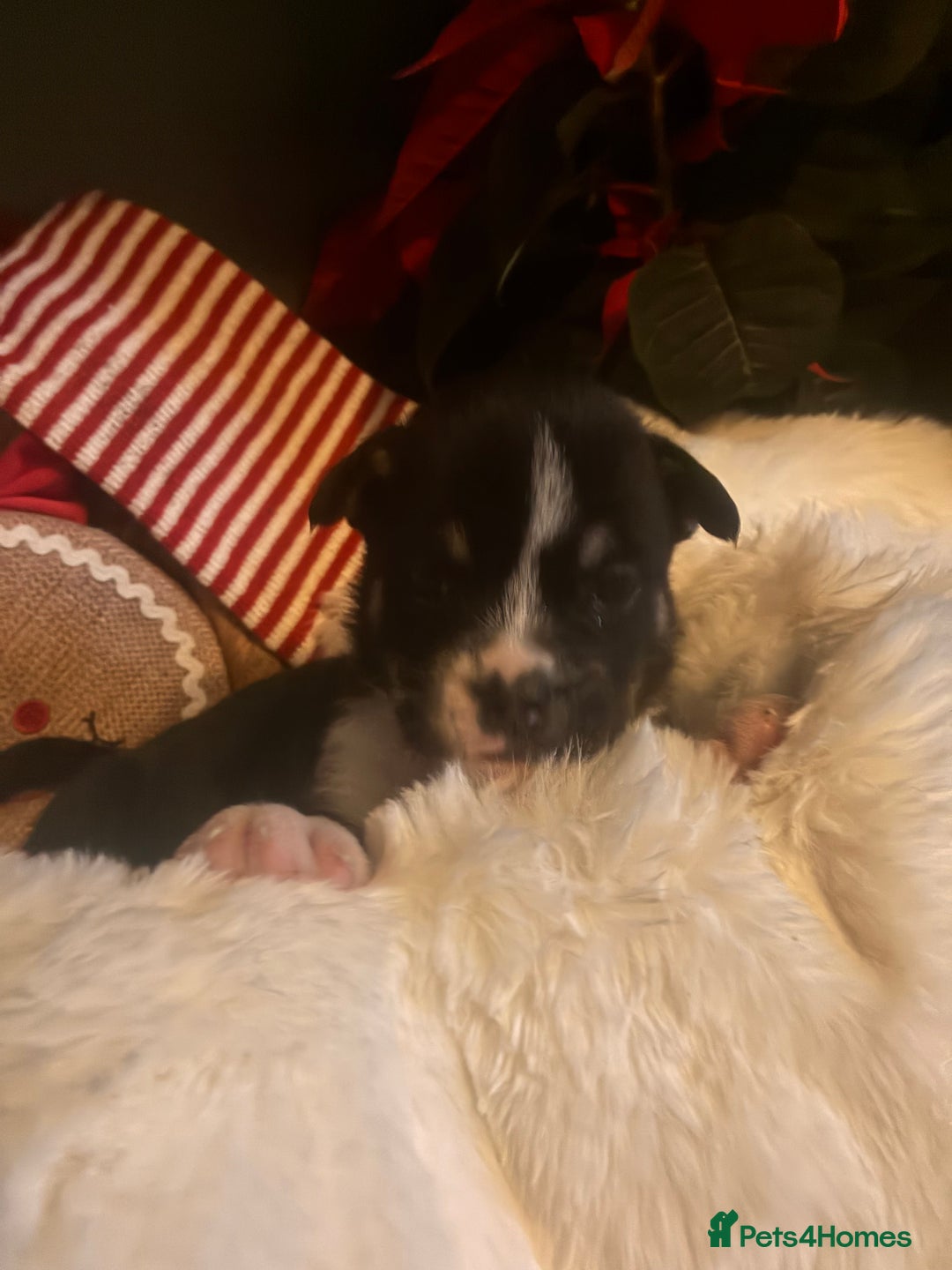 Mixed Breed dogs for sale: Bullimute - Advert 6