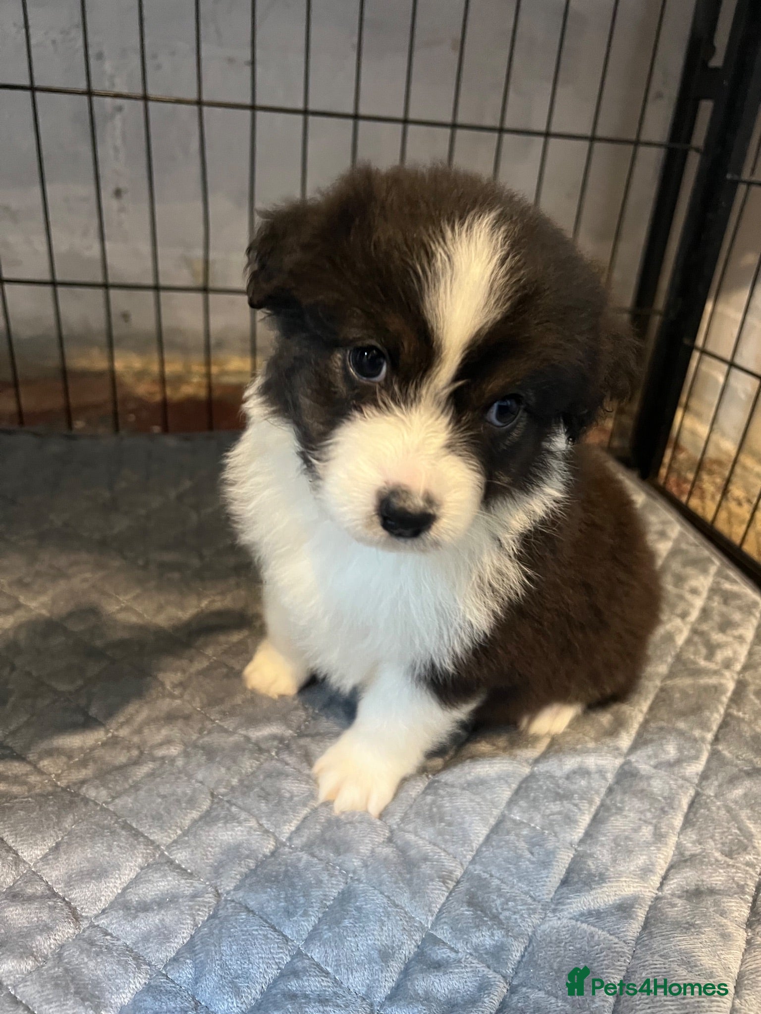Australian Shepherd dogs Kc Australia shepherd puppies health test parents - Advert 2
