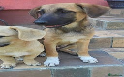 Mixed Breed dogs for adoption: CADBURY 5 months M playful/loves dogs, kids, cats! - Image 11
