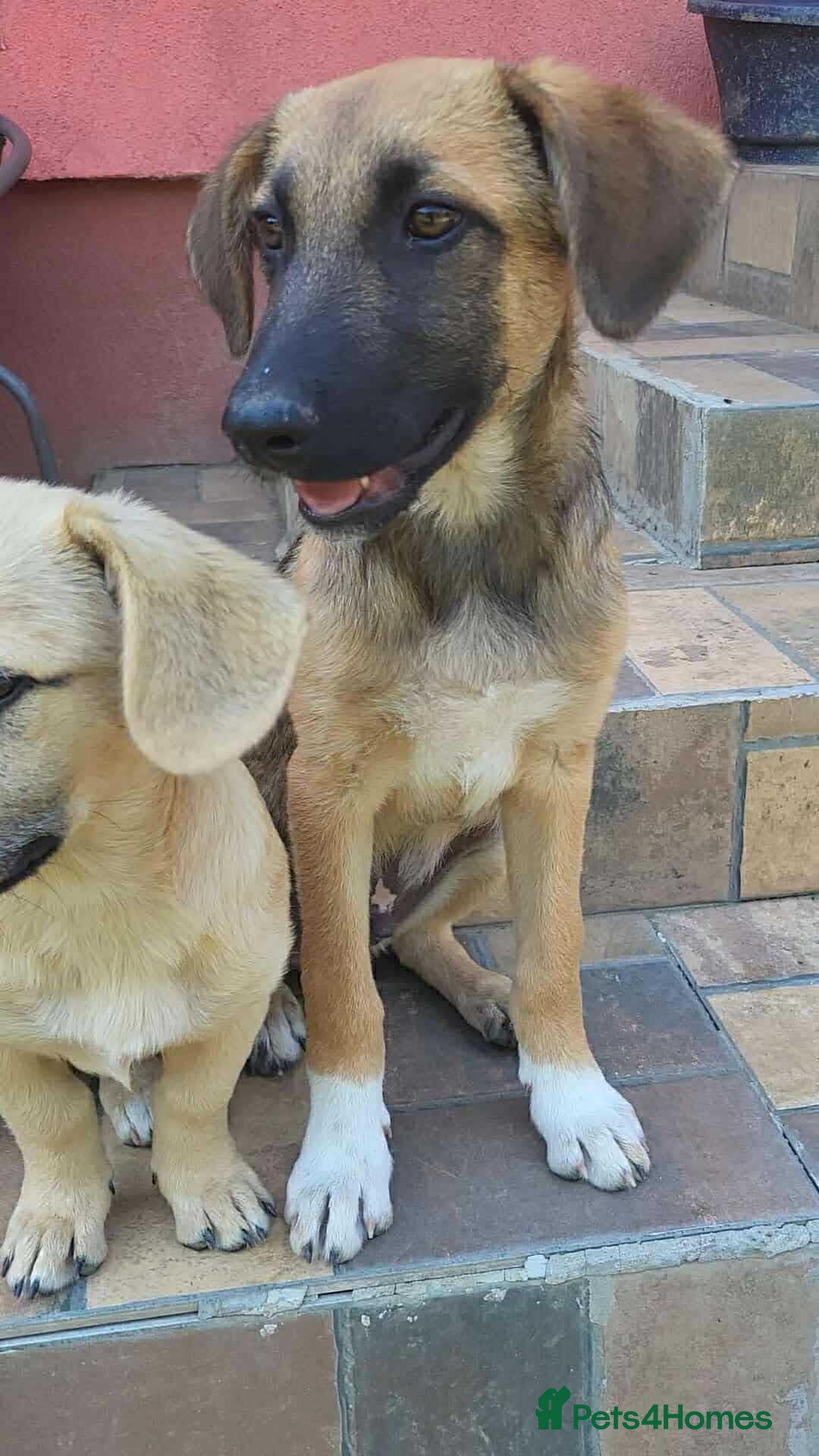 Mixed Breed dogs for adoption: CADBURY 5 months M playful/loves dogs, kids, cats! - Image 11