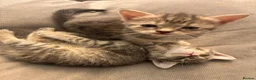 British Shorthair cats for sale: Grey, beautiful British shorthair cross kirtens - Advert 9