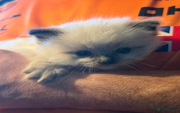 Ragdoll cats for sale: Adorable Ragdoll kittens - Image 6