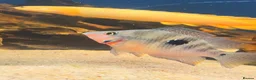 Cichlids fish for sale: Fire mouth cichlid  - Advert 3