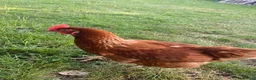 Chickens poultry for sale: Female chickens for sale - Advert 3