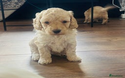 Cockapoo dogs for sale: Stunning lemon and white f1b babies  - Image 6