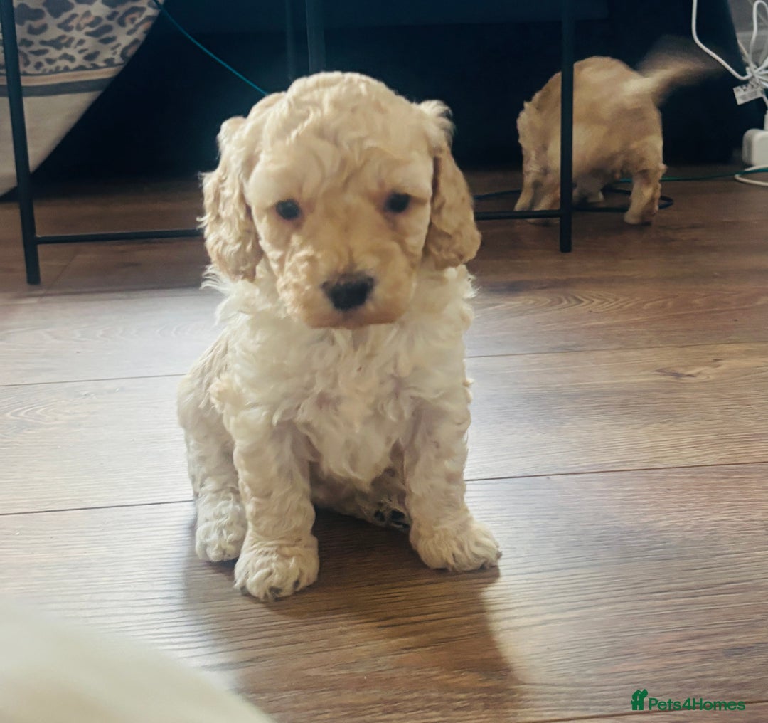Cockapoo dogs for sale: Stunning lemon and white f1b babies  - Image 6
