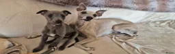 Whippet dogs for sale: Whippet puppies (small) blue, boys - Advert 3