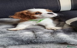 Cavalier King Charles Spaniel dogs for sale: Cavaliers King Charles spaniels - Image 14