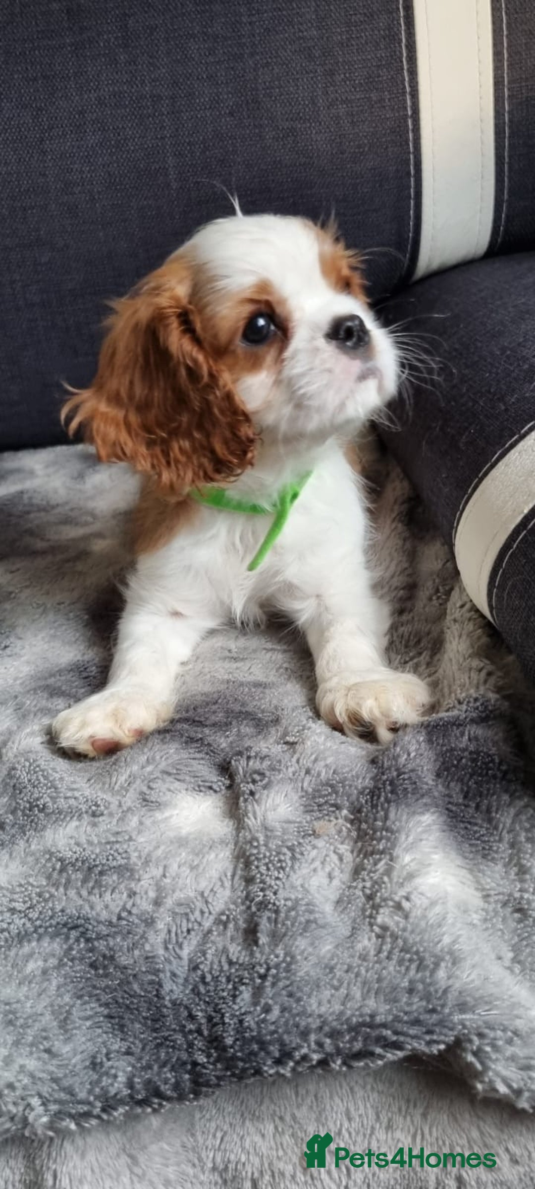 Cavalier King Charles Spaniel dogs for sale: Cavaliers King Charles spaniels - Image 14