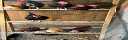 Chickens poultry for sale: Male serama chicken roosters & hatching eggs - Advert 5
