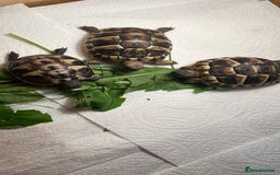 Tortoise reptiles for sale: Herman baby tortoises  - Image 3