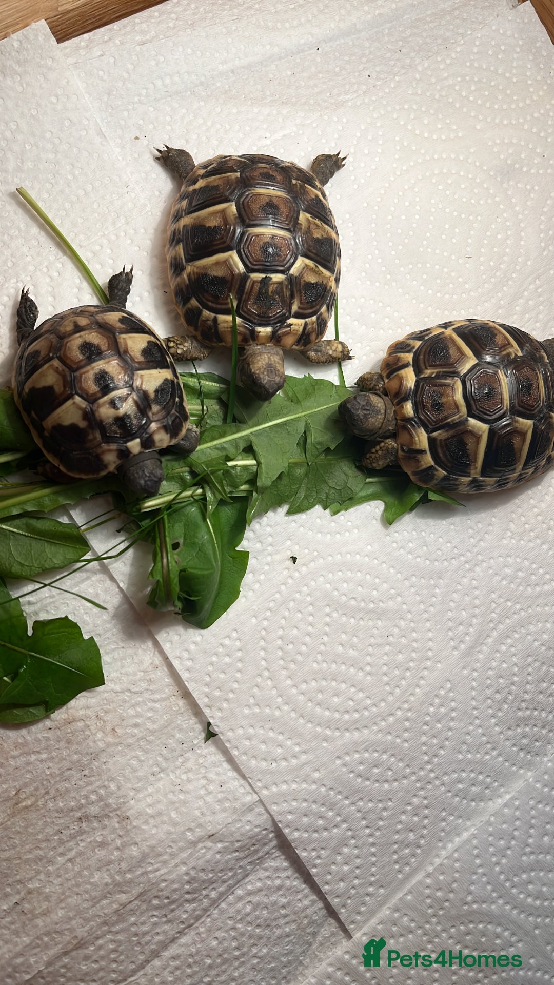 Tortoise reptiles for sale: Herman baby tortoises  - Image 3