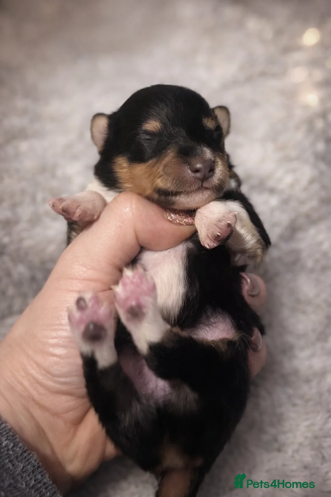 Shetland Sheepdog dogs for sale: New litter - Advert 11