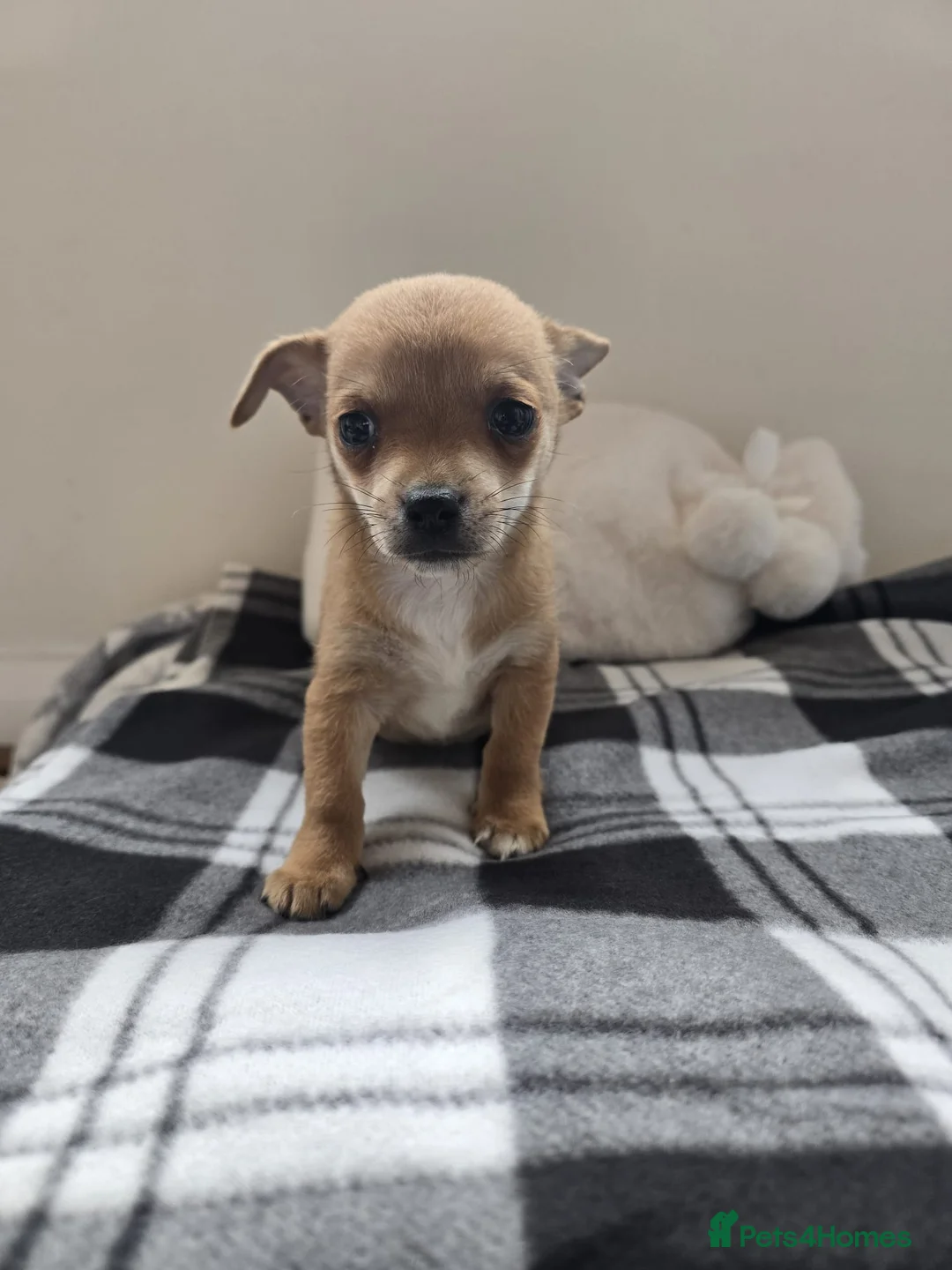 Chihuahua dogs for sale: Chihuahua puppies  in Dagenham - Advert 6