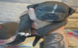 Mixed Breed dogs for sale: Cane Corse X puppies  - Image 10
