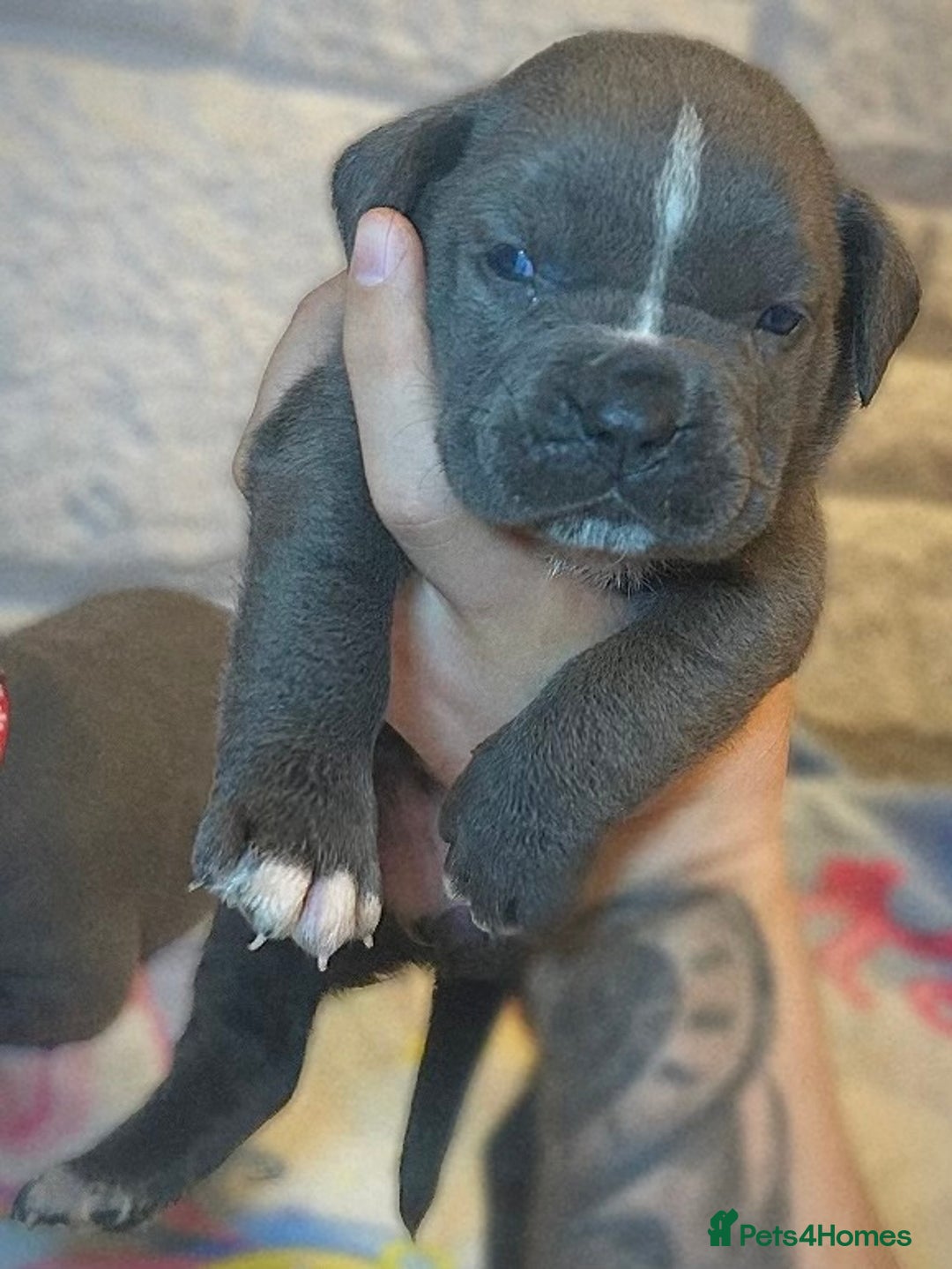 Mixed Breed dogs for sale: Cane Corse X puppies  - Image 10