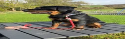 Rottweiler dogs for sale: Rottweiler to rehome in Worthing - Advert 4