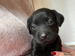 Labrador Retriever dogs Adorable Labrador puppies. 1 Male left !!! - Advert 6