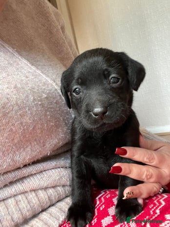 Labrador Retriever dogs Adorable Labrador puppies. 1 Male left !!! - Advert 1