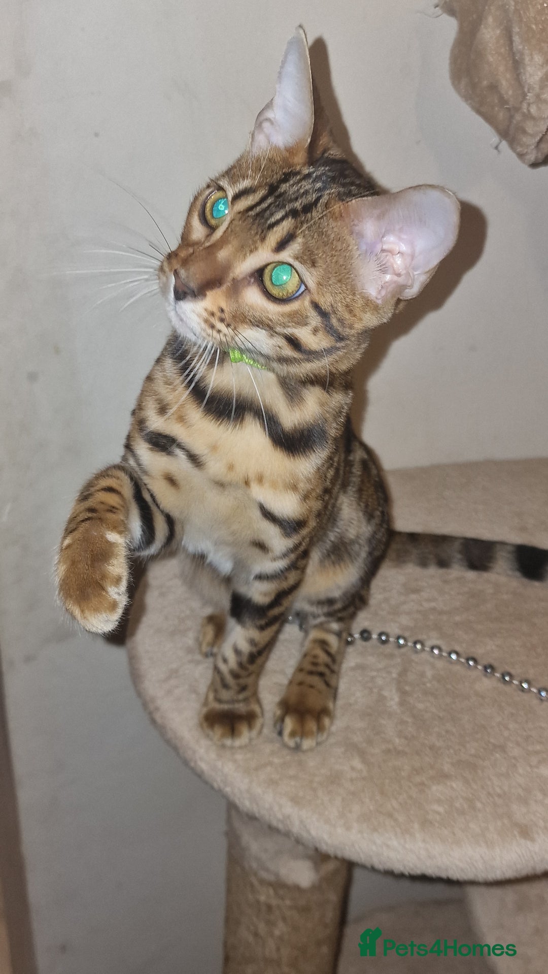 Bengal cats for sale:  🌟 Stunning Bengal Kittens  🌟 🥰🥰 - Image 16