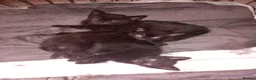 Mixed Breed cats for sale: 4 blacj kittens rrady to go - Advert 8