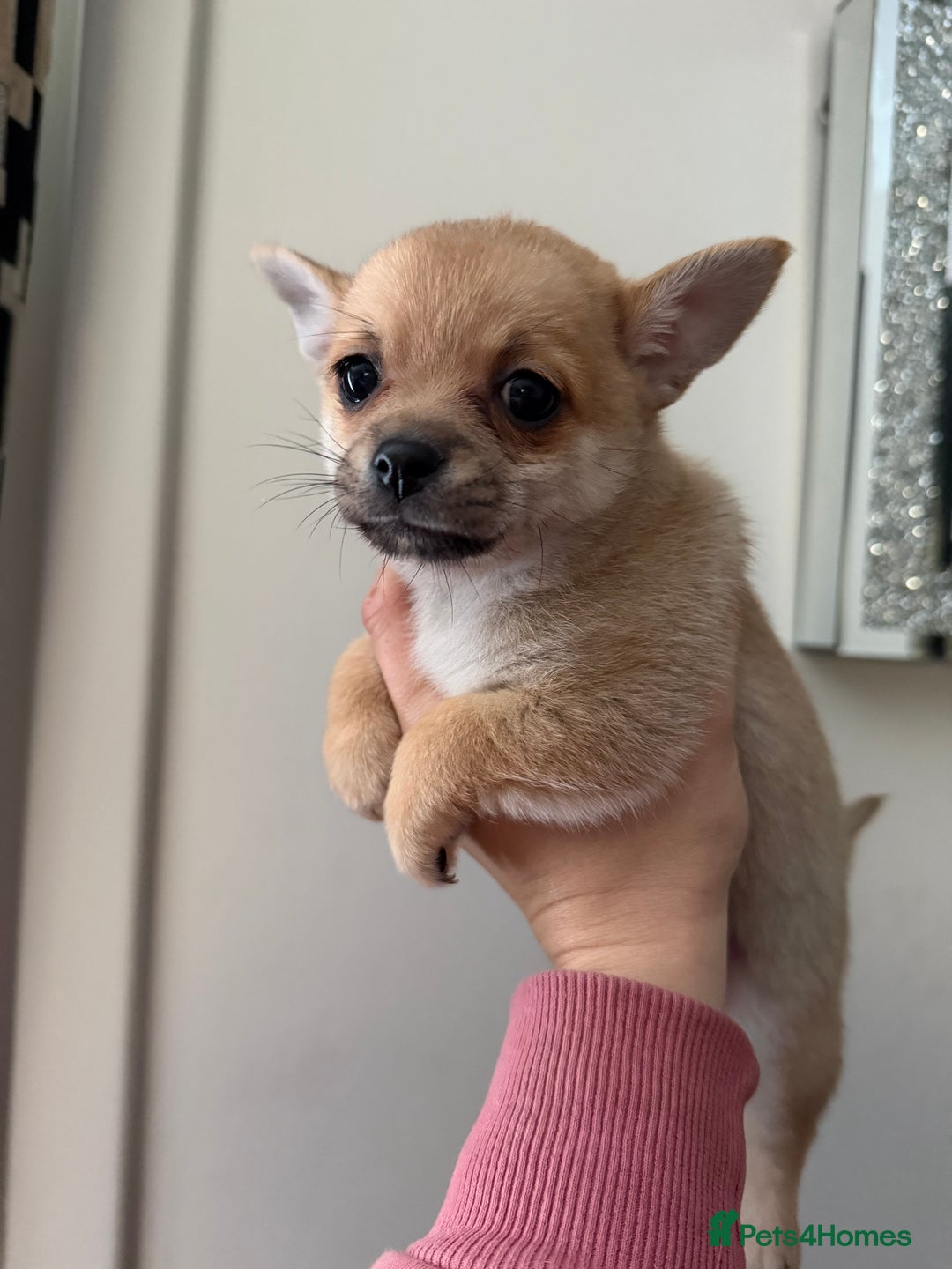 Pomchi dogs for sale: Pomchi puppies  - Advert 2