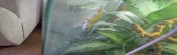 Gecko reptiles for sale: Koch's Day Gecko.  - Advert 3