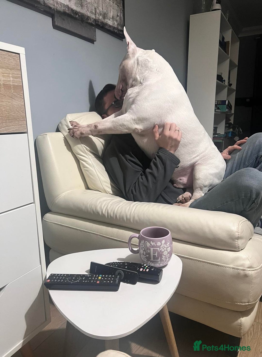 English Bull Terrier dogs for stud: Proven Quality Stud KC (Crufts qualifier) Dorset in Poole - Advert 7