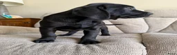 Goldador dogs for sale: Ready to leave! £1000  - Advert 2