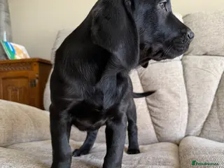 Goldador dogs Chunky big boned pups - Advert 2