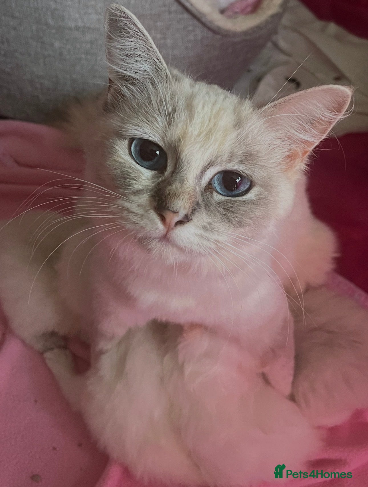 Ragdoll cats for sale: Ragdoll kittens champion breed GCCF show quality  - Advert 2