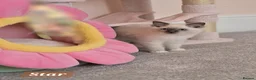 Ragdoll cats for sale: 😻GCCF Pedigree Kittens Luxury, Beauty&Exceptional - Advert 5