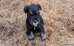 Miniature Schnauzer dogs for sale: Miniature Schnauzer pups, Aberdeenshire  - Image 4