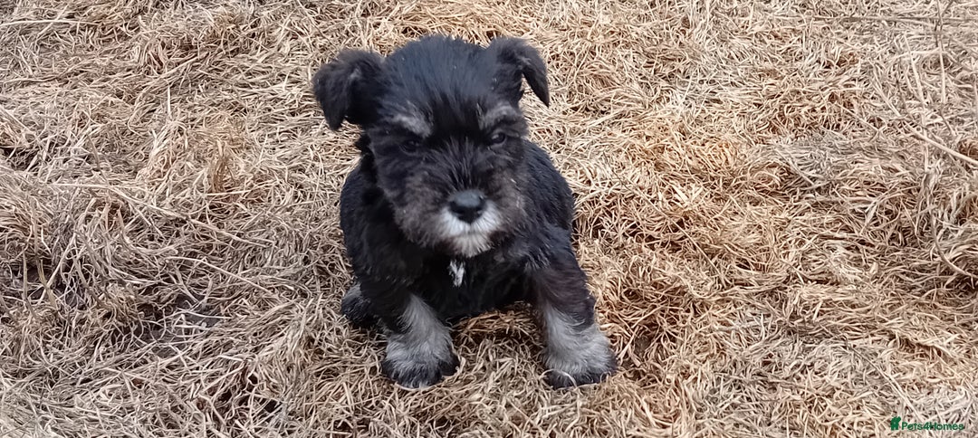 Miniature Schnauzer dogs for sale: Miniature Schnauzer pups, Aberdeenshire  - Image 4