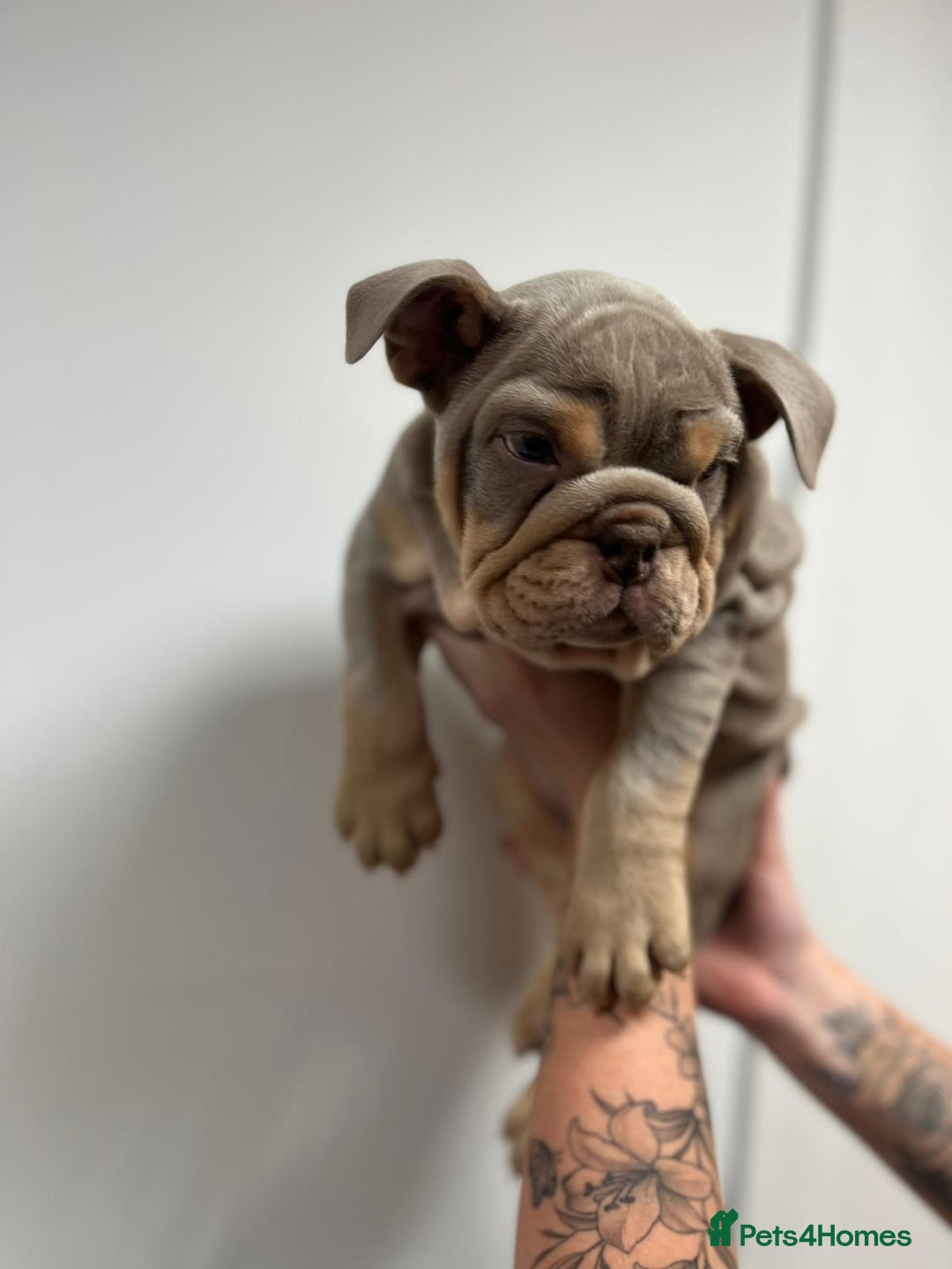English Bulldog dogs for sale: 6 TOP QUALITY ENGLISH BULLDOG PUPPIES  - Advert 14