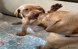 Mixed Breed dogs for sale: Vizla x Fox Red Lab (75/25) Puppies - Image 32
