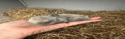 Mixed Breed rabbits for sale: Mini Rex x mini lop bunnies for sale  in Bampton - Advert 2