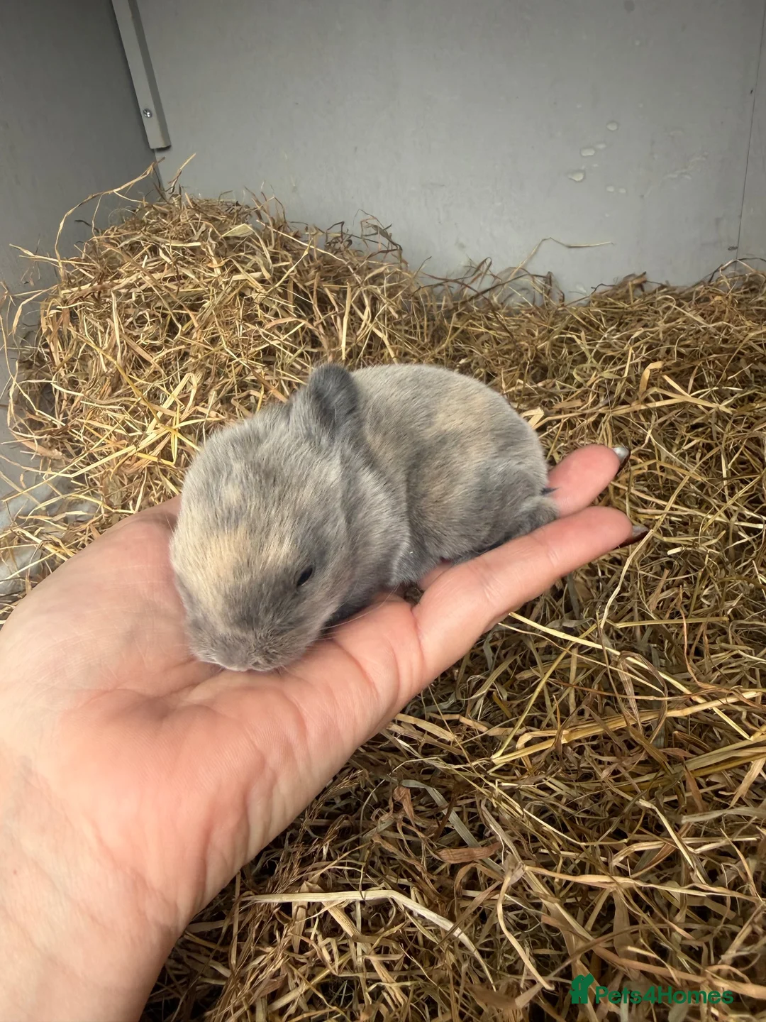 Mixed Breed rabbits for sale: Mini Rex x mini lop bunnies for sale  in Bampton - Advert 2