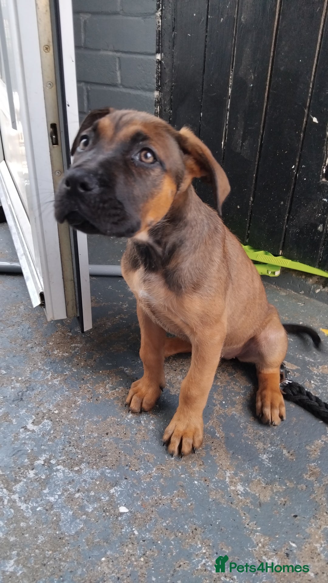 Cane Corso dogs for sale: Cane Corso  - Image 15