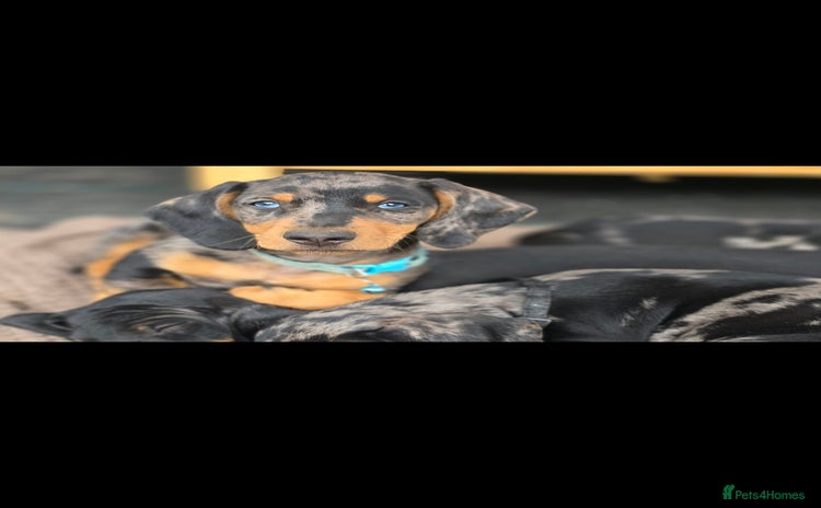 Dachshund dogs - Advert 1