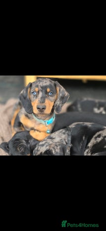 Dachshund dogs - Advert 1