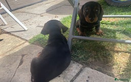 Dachshund dogs for sale: KC standard wire haired dachshund puppies (teckel) in Tiverton - Image 21
