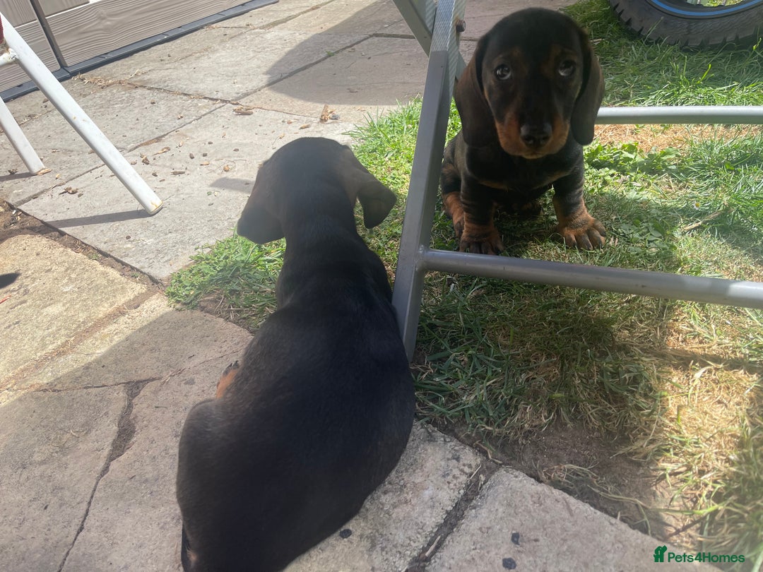 Dachshund dogs for sale: KC standard wire haired dachshund puppies (teckel) in Tiverton - Image 21
