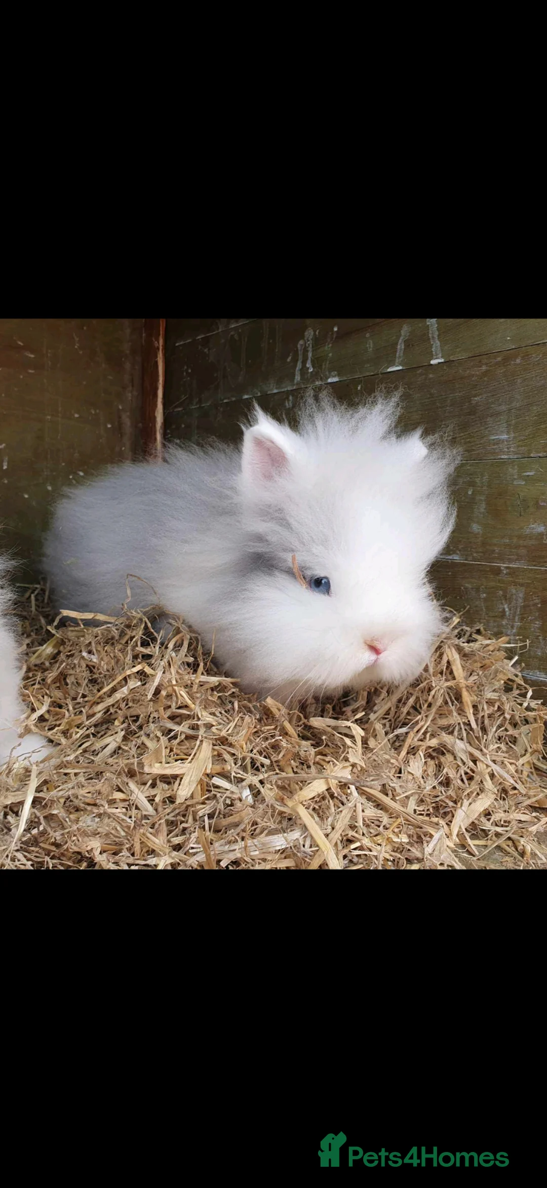 Lionhead rabbits for sale: Double mane lionhead rabbits seal point - Advert 2