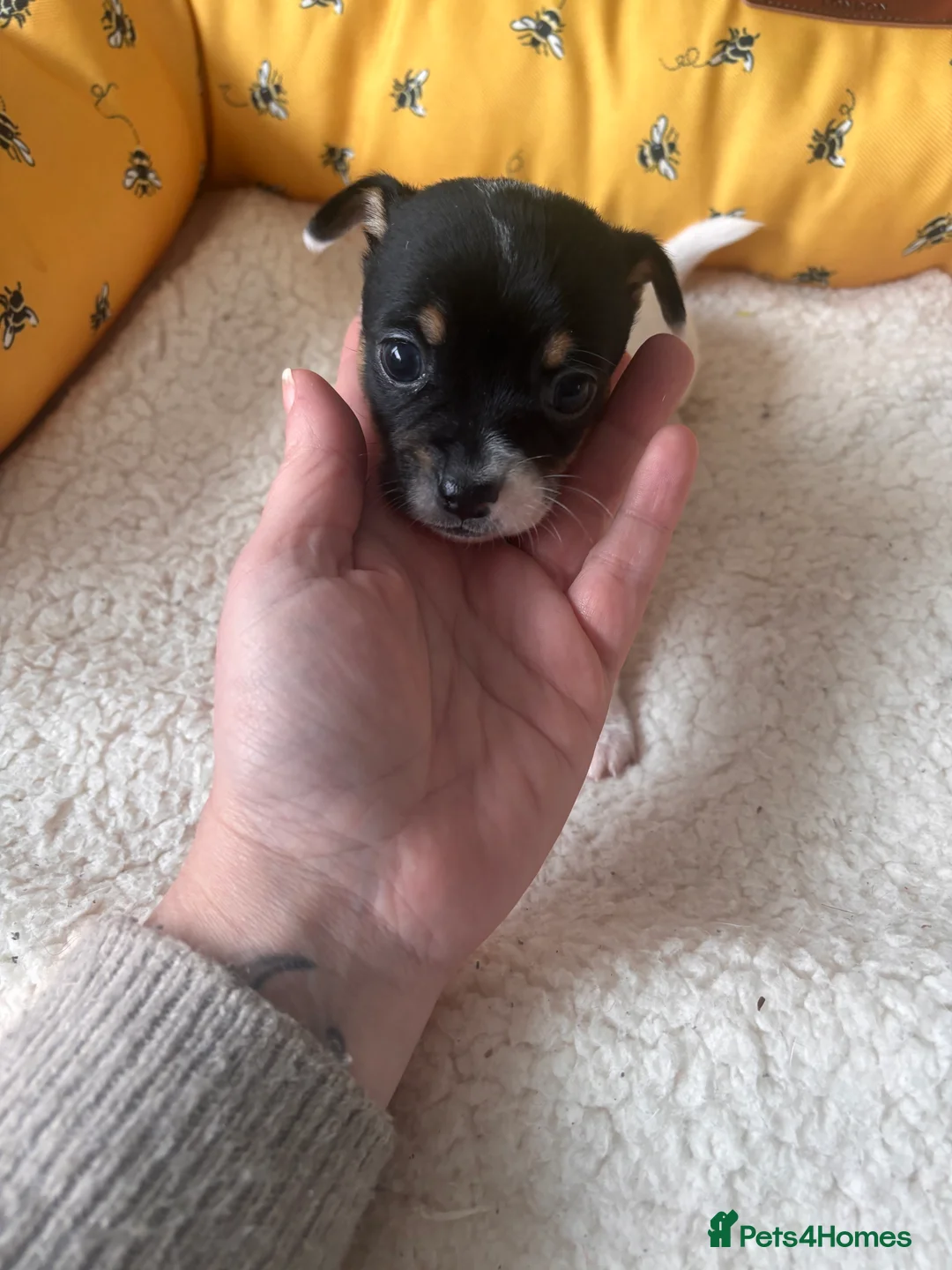 Mixed Breed dogs for sale: 5 beautiful Jackchi boys  - Advert 4